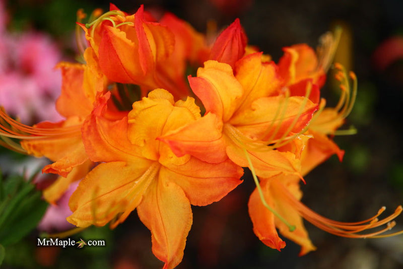 - Azalea 'Talulah Sunrise’ Orange Aromi Hybrid Native Azalea - Mr Maple │ Buy Japanese Maple Trees