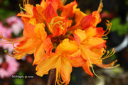 - Azalea 'Talulah Sunrise’ Orange Aromi Hybrid Native Azalea - Mr Maple │ Buy Japanese Maple Trees