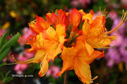 - Azalea 'Talulah Sunrise’ Orange Aromi Hybrid Native Azalea - Mr Maple │ Buy Japanese Maple Trees