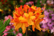 - Azalea 'Talulah Sunrise’ Orange Aromi Hybrid Native Azalea - Mr Maple │ Buy Japanese Maple Trees