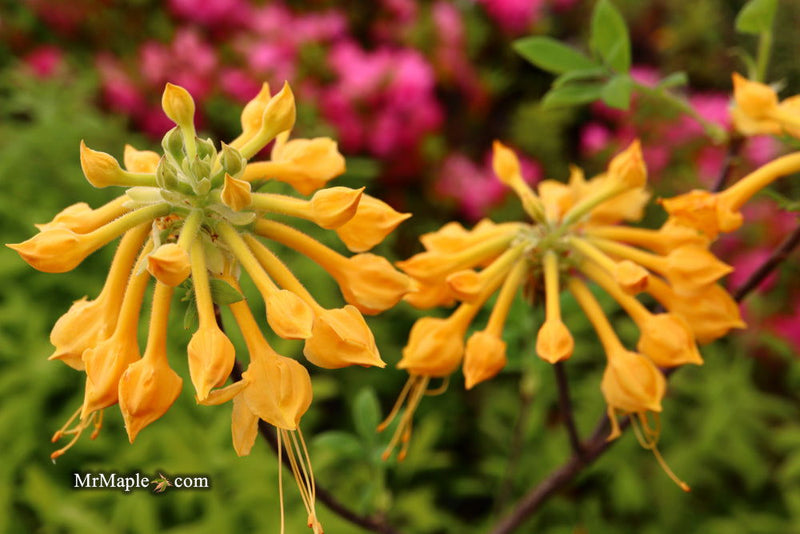 - Azalea 'Talulah Sunrise’ Orange Aromi Hybrid Native Azalea - Mr Maple │ Buy Japanese Maple Trees
