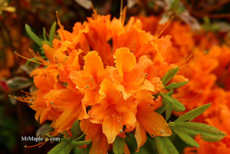 - Azalea 'Tangerine Delight’ Orange Flowers Deciduous Azalea - Mr Maple │ Buy Japanese Maple Trees