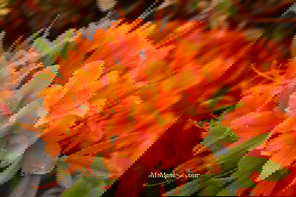 Buy Azalea 'Tangerine Delight' Orange Flowers Deciduous Azalea