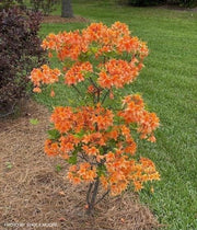 - Azalea 'Tangerine Delight’ Orange Flowers Deciduous Azalea - Mr Maple │ Buy Japanese Maple Trees