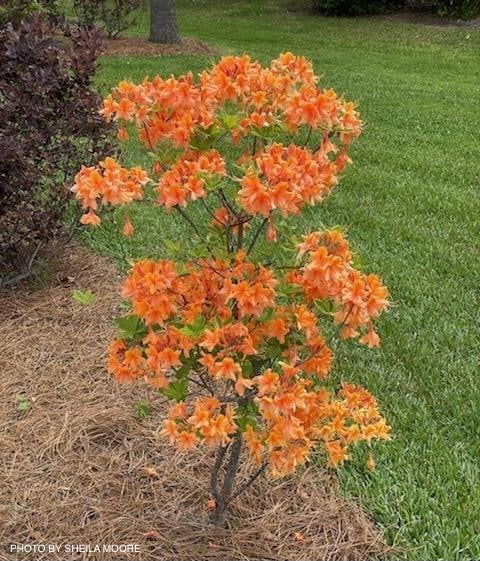 - Azalea 'Tangerine Delight’ Orange Flowers Deciduous Azalea - Mr Maple │ Buy Japanese Maple Trees