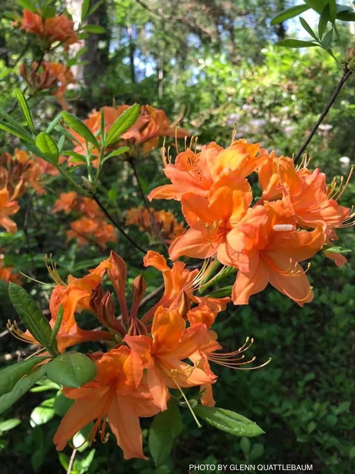 - Azalea 'Tangerine Delight’ Orange Flowers Deciduous Azalea - Mr Maple │ Buy Japanese Maple Trees