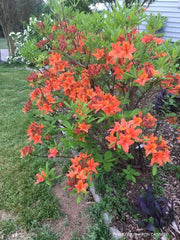 - Azalea 'Tangerine Delight’ Orange Flowers Deciduous Azalea - Mr Maple │ Buy Japanese Maple Trees