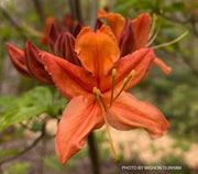 - Azalea 'Tangerine Delight’ Orange Flowers Deciduous Azalea - Mr Maple │ Buy Japanese Maple Trees