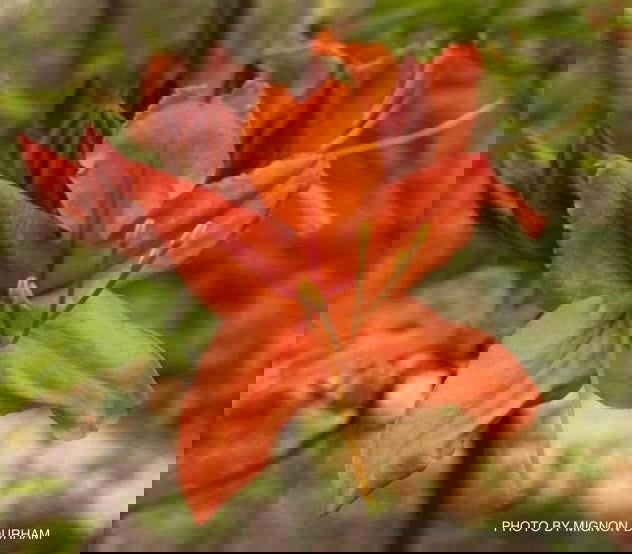 - Azalea 'Tangerine Delight’ Orange Flowers Deciduous Azalea - Mr Maple │ Buy Japanese Maple Trees