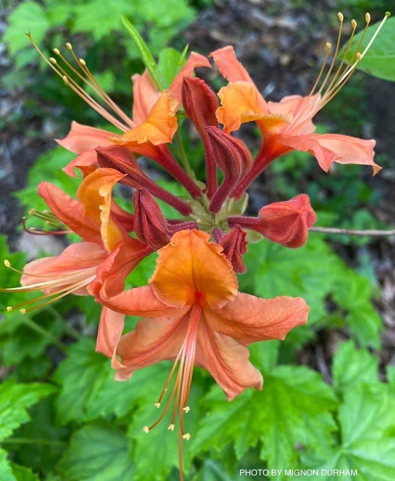 - Azalea 'Tangerine Delight’ Orange Flowers Deciduous Azalea - Mr Maple │ Buy Japanese Maple Trees