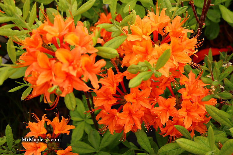 - Azalea 'Tangerine Delight’ Orange Flowers Deciduous Azalea - Mr Maple │ Buy Japanese Maple Trees