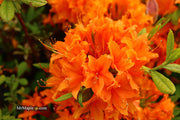 - Azalea 'Tangerine Delight’ Orange Flowers Deciduous Azalea - Mr Maple │ Buy Japanese Maple Trees