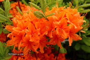 - Azalea 'Tangerine Delight’ Orange Flowers Deciduous Azalea - Mr Maple │ Buy Japanese Maple Trees