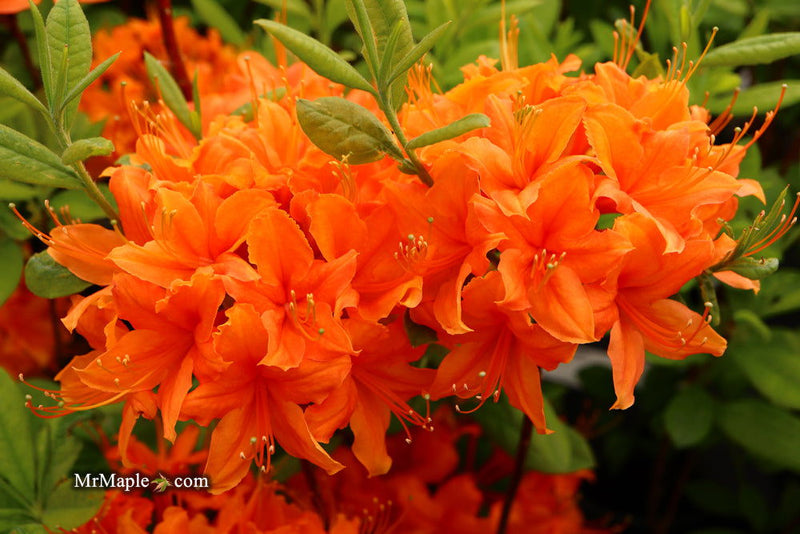 - Azalea 'Tangerine Delight’ Orange Flowers Deciduous Azalea - Mr Maple │ Buy Japanese Maple Trees