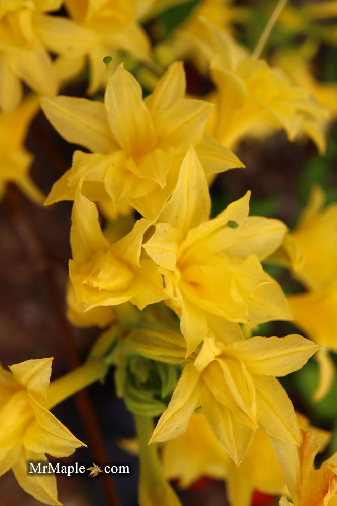 - Azalea 'Terry's Surprise’ Yellow Flowers Deciduous Azalea - Mr Maple │ Buy Japanese Maple Trees
