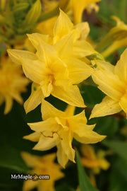 - Azalea 'Terry's Surprise’ Yellow Flowers Deciduous Azalea - Mr Maple │ Buy Japanese Maple Trees