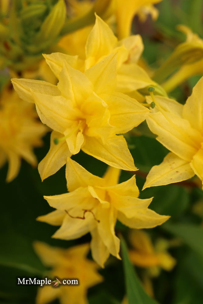 - Azalea 'Terry's Surprise’ Yellow Flowers Deciduous Azalea - Mr Maple │ Buy Japanese Maple Trees