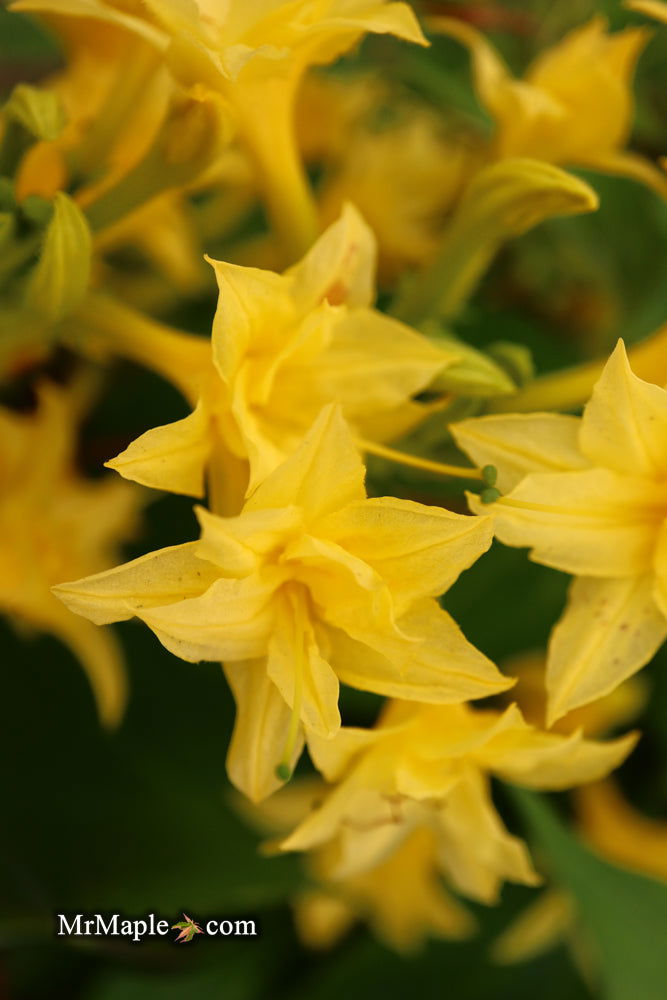 - Azalea 'Terry's Surprise’ Yellow Flowers Deciduous Azalea - Mr Maple │ Buy Japanese Maple Trees