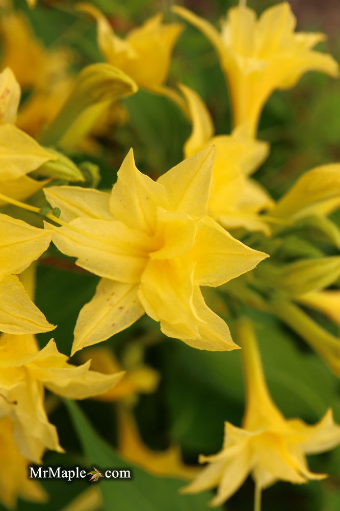 - Azalea 'Terry's Surprise’ Yellow Flowers Deciduous Azalea - Mr Maple │ Buy Japanese Maple Trees
