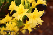 - Azalea 'Terry's Surprise’ Yellow Flowers Deciduous Azalea - Mr Maple │ Buy Japanese Maple Trees