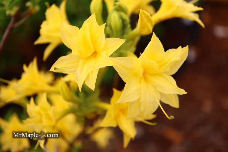 - Azalea 'Terry's Surprise’ Yellow Flowers Deciduous Azalea - Mr Maple │ Buy Japanese Maple Trees