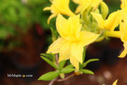 - Azalea 'Terry's Surprise’ Yellow Flowers Deciduous Azalea - Mr Maple │ Buy Japanese Maple Trees
