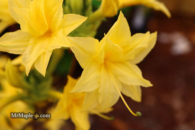 - Azalea 'Terry's Surprise’ Yellow Flowers Deciduous Azalea - Mr Maple │ Buy Japanese Maple Trees