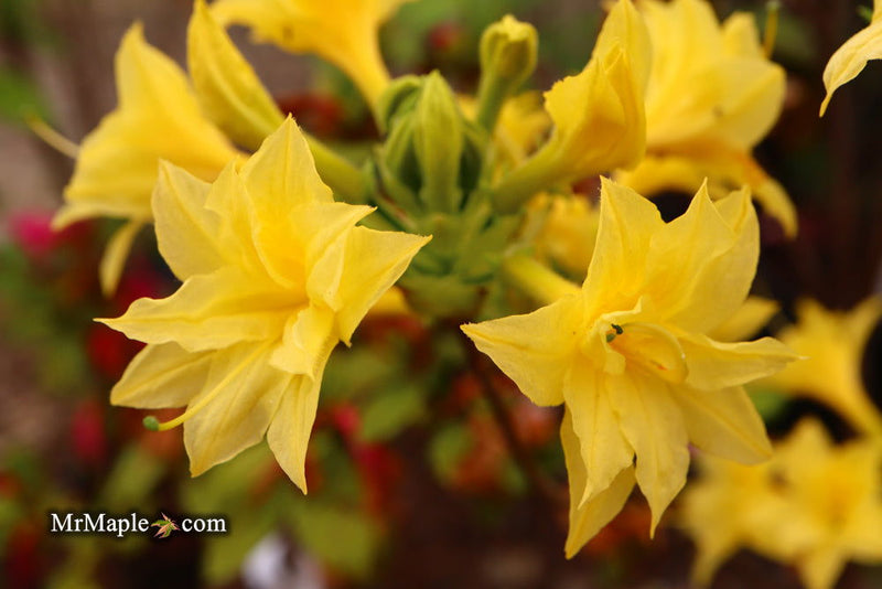 - Azalea 'Terry's Surprise’ Yellow Flowers Deciduous Azalea - Mr Maple │ Buy Japanese Maple Trees