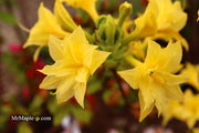 - Azalea 'Terry's Surprise’ Yellow Flowers Deciduous Azalea - Mr Maple │ Buy Japanese Maple Trees