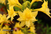 - Azalea 'Terry's Surprise’ Yellow Flowers Deciduous Azalea - Mr Maple │ Buy Japanese Maple Trees