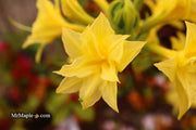 - Azalea 'Terry's Surprise’ Yellow Flowers Deciduous Azalea - Mr Maple │ Buy Japanese Maple Trees
