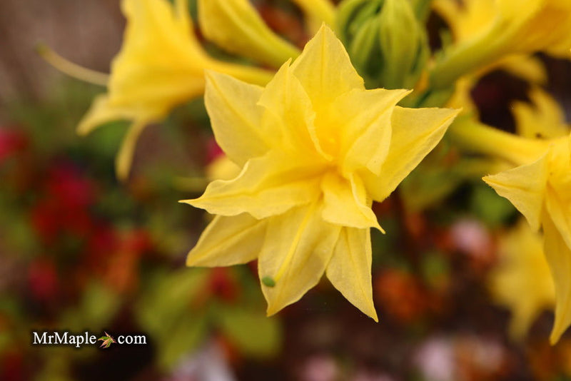 - Azalea 'Terry's Surprise’ Yellow Flowers Deciduous Azalea - Mr Maple │ Buy Japanese Maple Trees