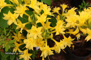 - Azalea 'Terry's Surprise’ Yellow Flowers Deciduous Azalea - Mr Maple │ Buy Japanese Maple Trees