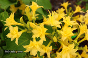 - Azalea 'Terry's Surprise’ Yellow Flowers Deciduous Azalea - Mr Maple │ Buy Japanese Maple Trees