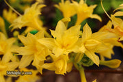 - Azalea 'Terry's Surprise’ Yellow Flowers Deciduous Azalea - Mr Maple │ Buy Japanese Maple Trees