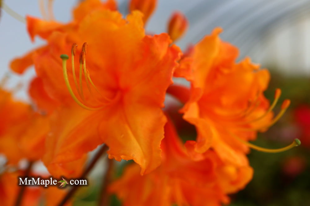 Buy Azalea 'Tiger' Orange Flowers Deciduous Azalea — Mr Maple