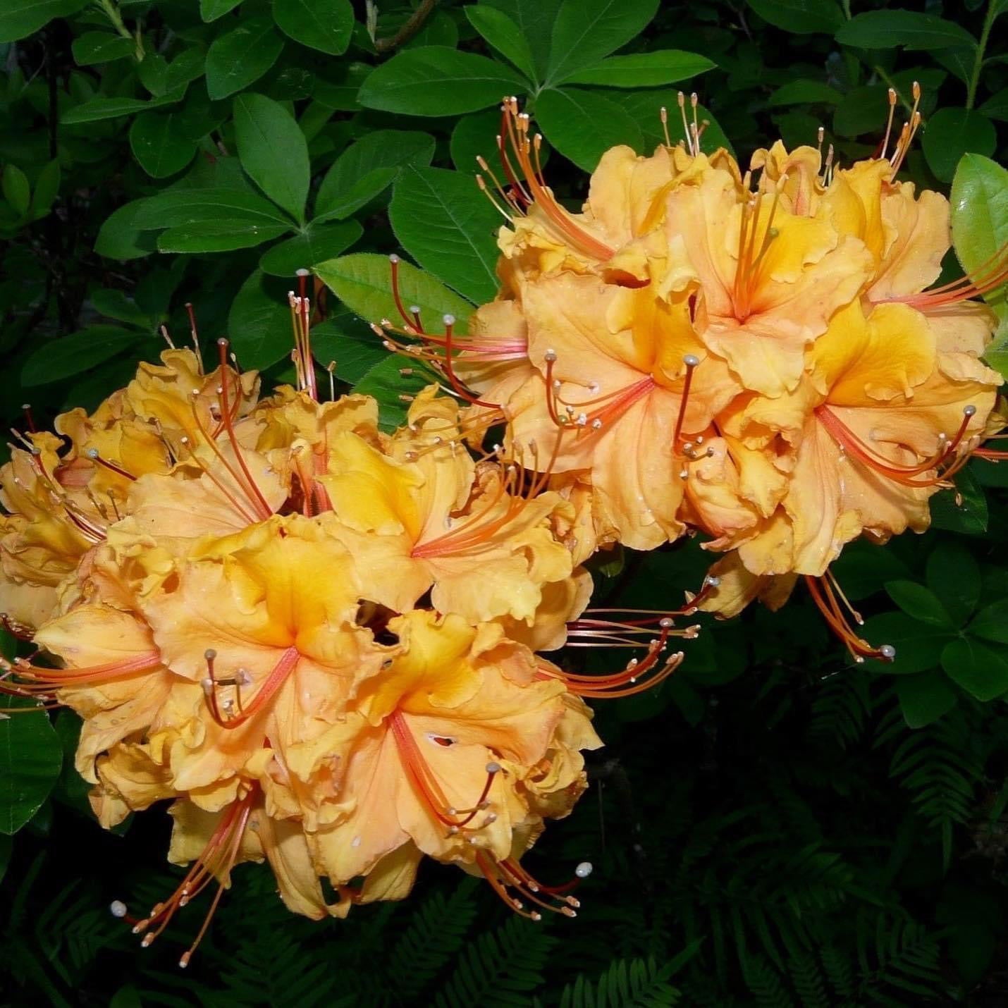 Buy Azalea 'Tiger' Orange Flowers Deciduous Azalea — Mr Maple
