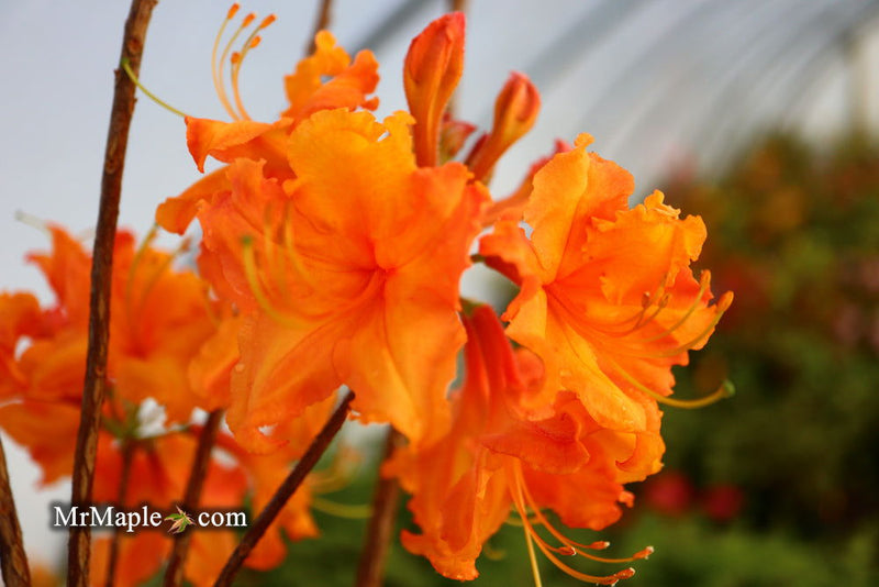 - Azalea 'Tiger’ Orange Flowers Deciduous Azalea - Mr Maple │ Buy Japanese Maple Trees