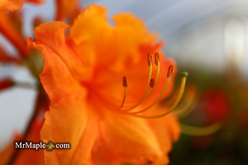 Buy Azalea 'Tiger' Orange Flowers Deciduous Azalea — Mr Maple