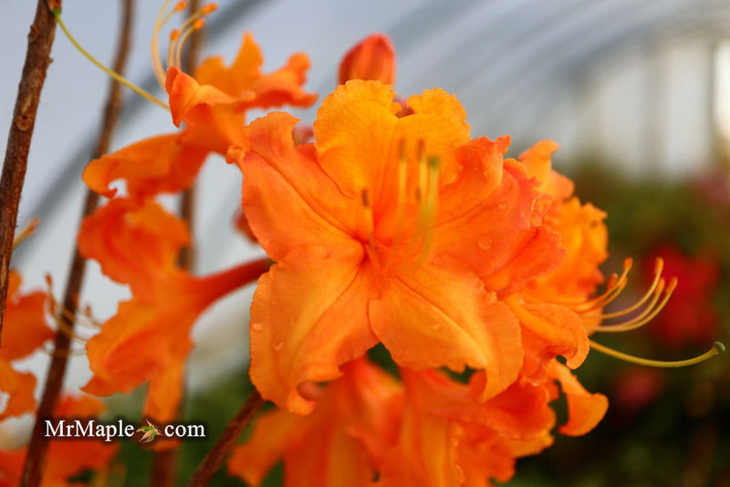 - Azalea 'Tiger’ Orange Flowers Deciduous Azalea - Mr Maple │ Buy Japanese Maple Trees