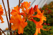 - Azalea 'Tiger’ Orange Flowers Deciduous Azalea - Mr Maple │ Buy Japanese Maple Trees