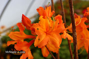 - Azalea 'Tiger’ Orange Flowers Deciduous Azalea - Mr Maple │ Buy Japanese Maple Trees