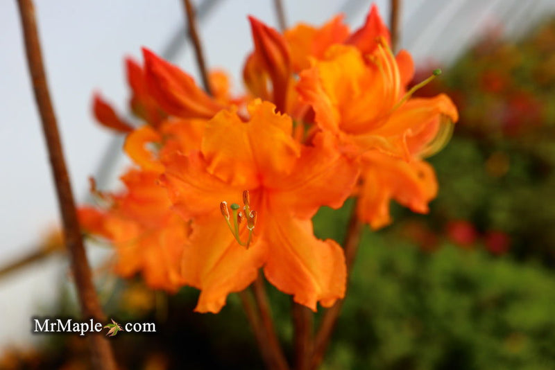 - Azalea 'Tiger’ Orange Flowers Deciduous Azalea - Mr Maple │ Buy Japanese Maple Trees