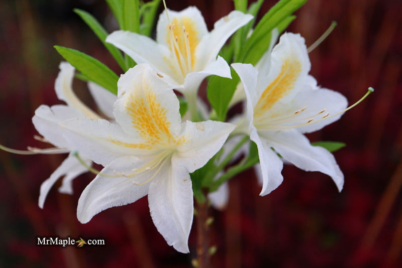 - Azalea 'Tom Corley’ Auburn Deciduous Azalea - Mr Maple │ Buy Japanese Maple Trees