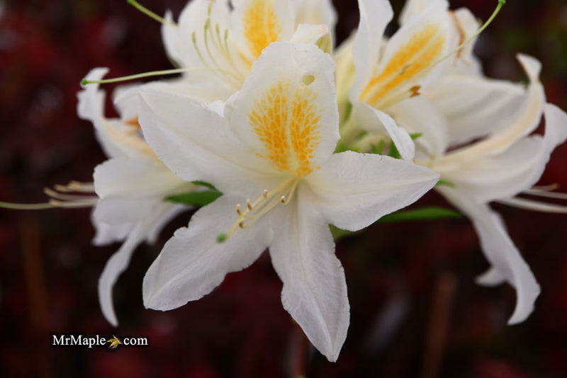 - Azalea 'Tom Corley’ Auburn Deciduous Azalea - Mr Maple │ Buy Japanese Maple Trees