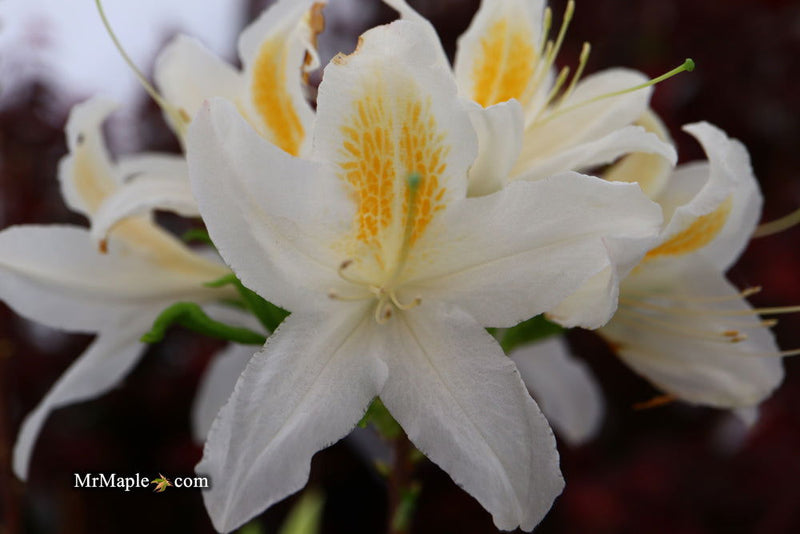 - Azalea 'Tom Corley’ Auburn Deciduous Azalea - Mr Maple │ Buy Japanese Maple Trees
