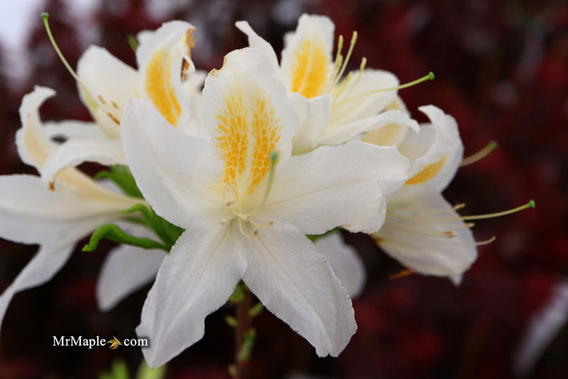 - Azalea 'Tom Corley’ Auburn Deciduous Azalea - Mr Maple │ Buy Japanese Maple Trees