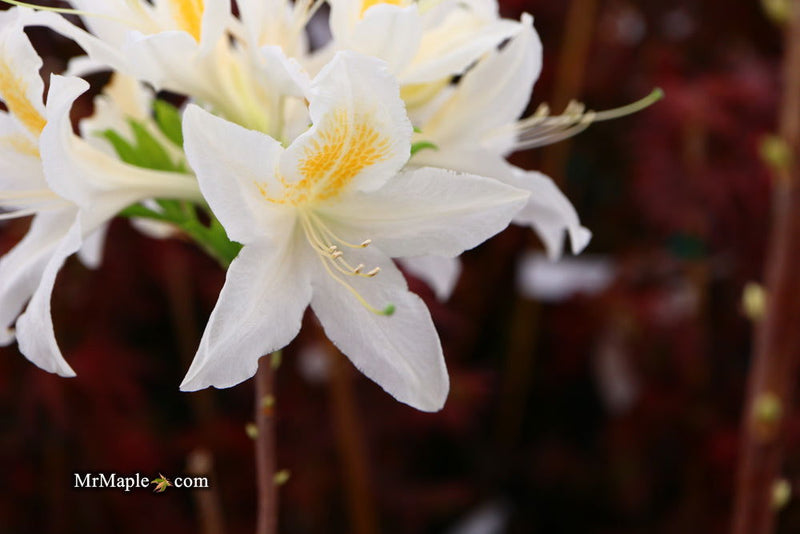 - Azalea 'Tom Corley’ Auburn Deciduous Azalea - Mr Maple │ Buy Japanese Maple Trees