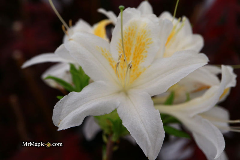 - Azalea 'Tom Corley’ Auburn Deciduous Azalea - Mr Maple │ Buy Japanese Maple Trees