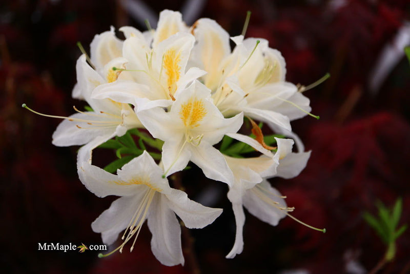 - Azalea 'Tom Corley’ Auburn Deciduous Azalea - Mr Maple │ Buy Japanese Maple Trees